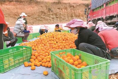 賓川縣富鑫農(nóng)產(chǎn)品開(kāi)發(fā)有限責(zé)任公司
