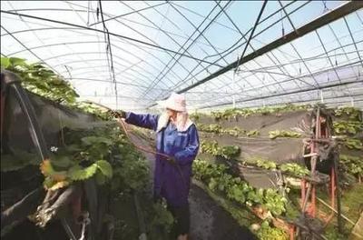 看這個村的“農(nóng)業(yè)工廠”是什么樣的