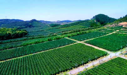 英德創美茶業獲“廣東十大好春茶”和“廣東最美茶園”雙項殊榮